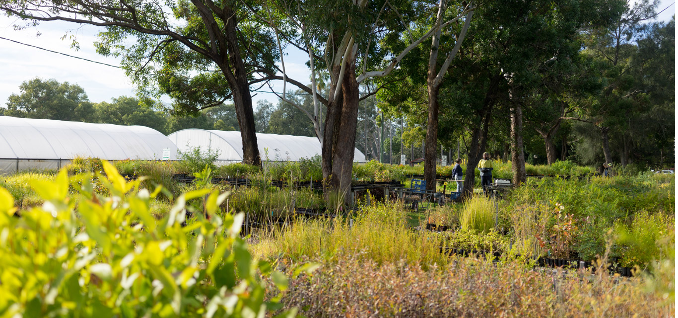 Native Plant Nurseries Greening Australia Native Plant Nurseries