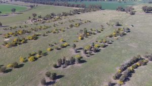 Shade and shelter belts