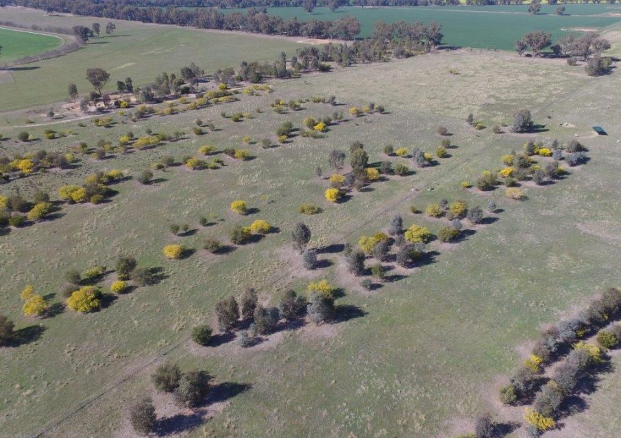 Shade and shelter belts