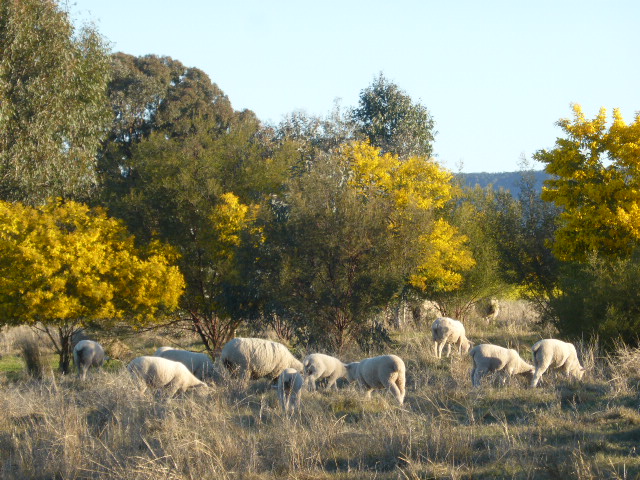 Sheep graze amongst wattles