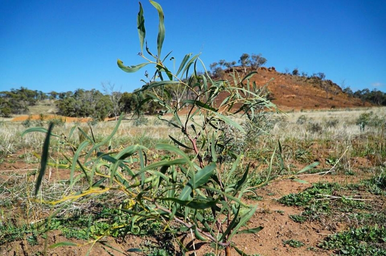 The next generation of plants sprouting on Avondale Farm.