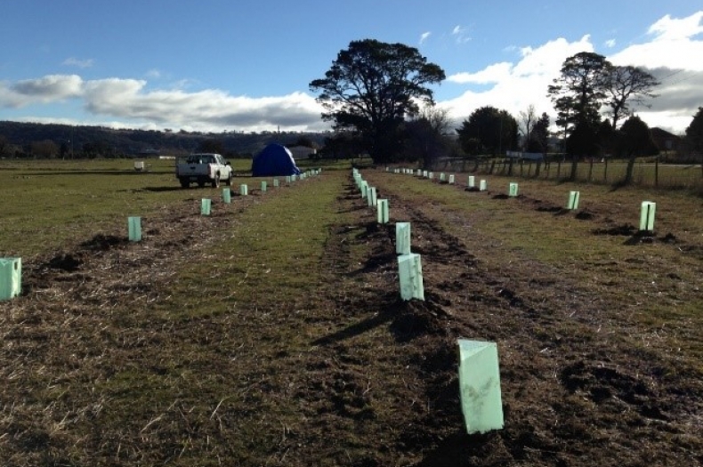 Seedlings planted on National Tree Day