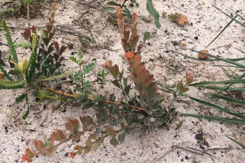 Cutting edge technology using Adenanthos for landscape restoration