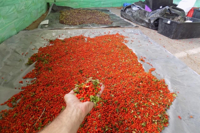 Alyxia buxifolia seed collected on Wardang Island to help restore habitat for future native mammal reintroductions.