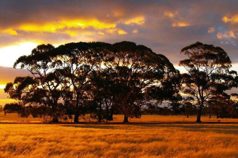 The Bank Australia Conservation Reserve at sunset.