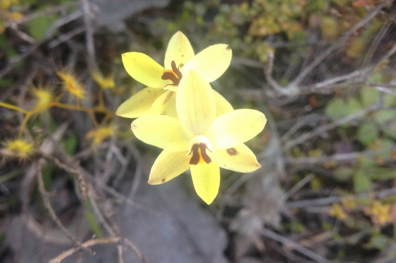 Thelymitra antennifera