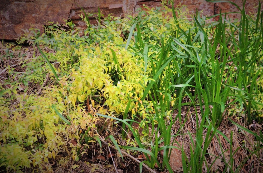 Bridal Creeper Control in Port Germein Greening Australia