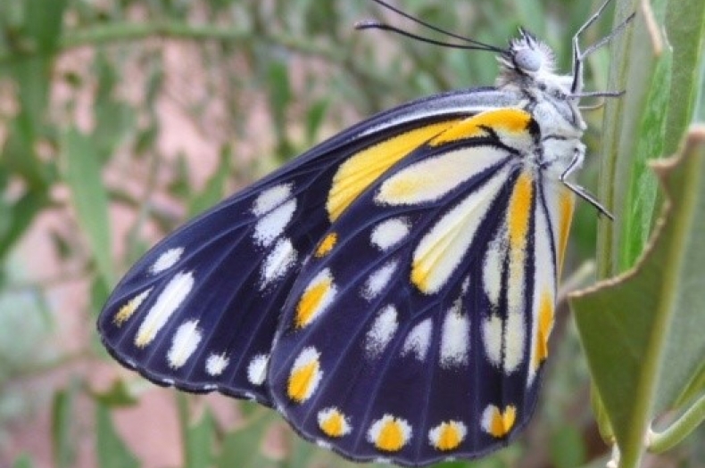 Caper White Butterfly (Belenois java teutonia). Photo copyright Fabian Douglas