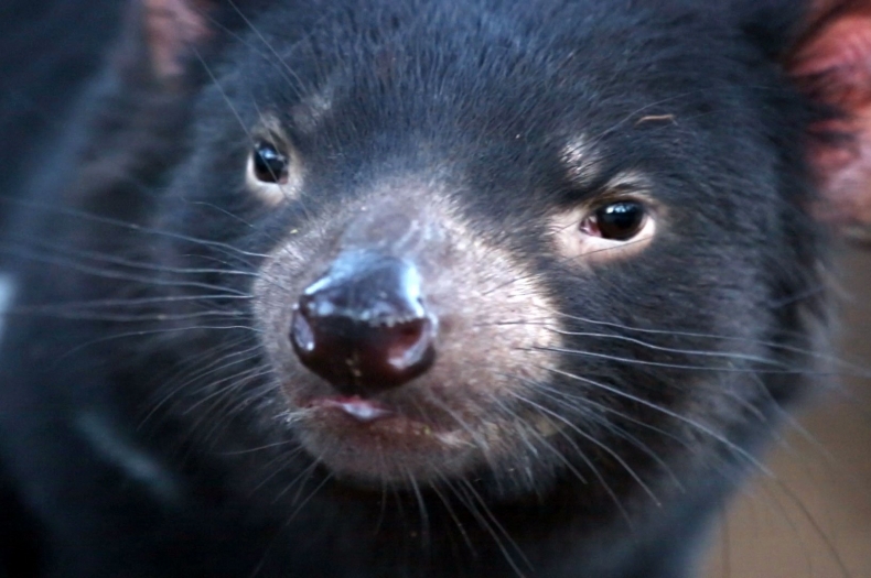 Tasmanian Devil