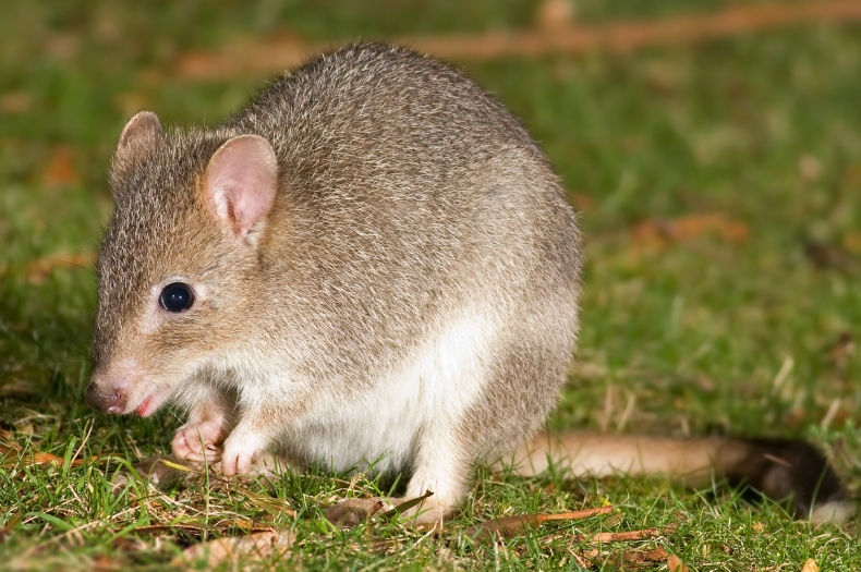 An Eastern Bettong. Photo cc JJ Harrison, Wikipedia