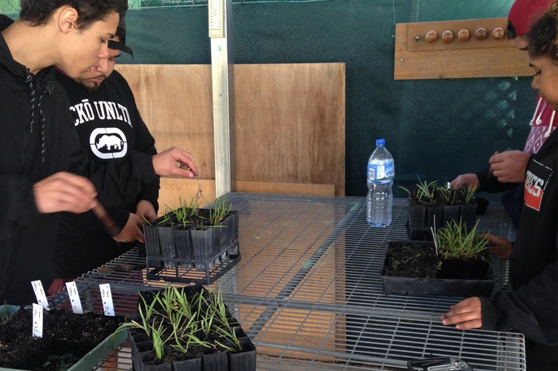 FLO students pricking out Yam Daisies in our Canberra Nursery