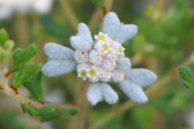 Forked Spyridium flower. Photo copyright DELWP.