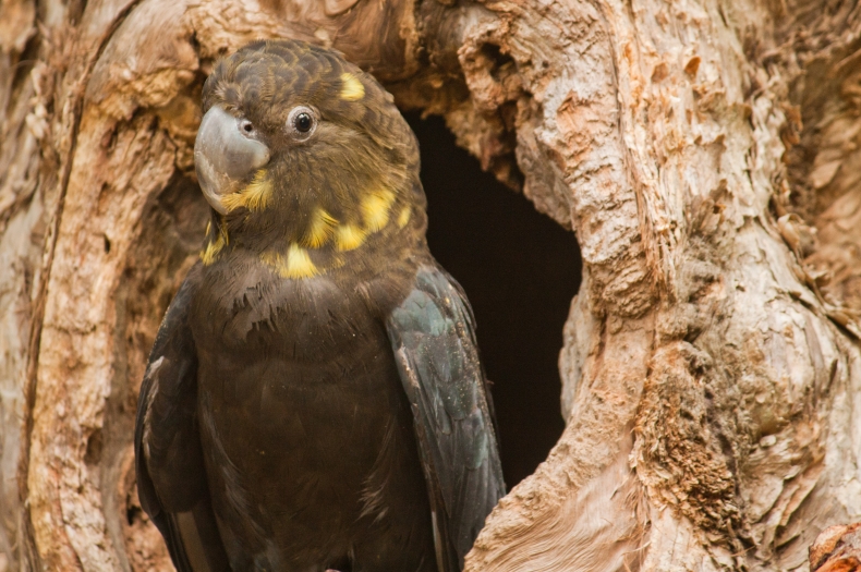 Glossy Black-Cockatoo. Photo cc Daniela Parra I Flikr