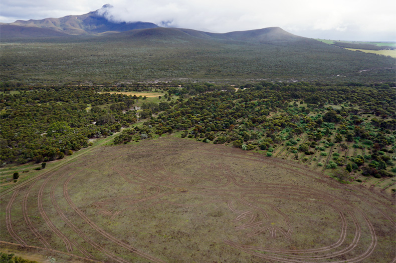 The 300m goanna emerging under the shadow of the Stirling Ranges. The seeding lines will soon be planted with trees and shrubs. Photo: Peter Banyard, Airborne Mapping & Photography Services.