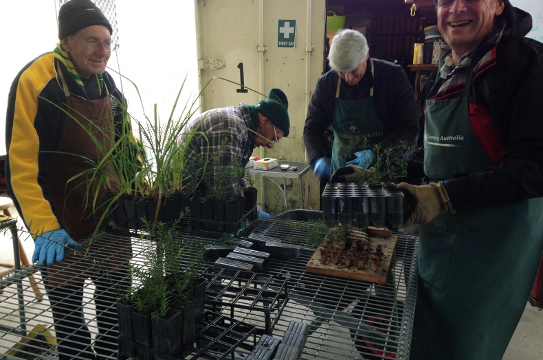 Many hands make light work! Volunteers potting local native plants in the nursery.