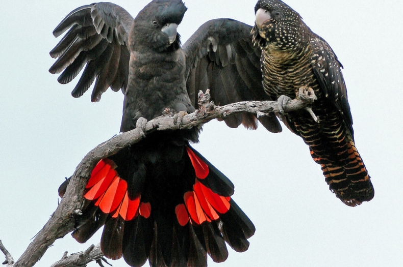 South-Eastern Red-Tailed Black Cockatoos