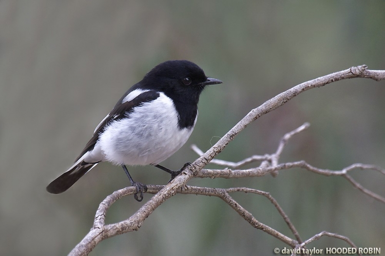 Hooded Robin