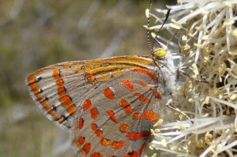 Fiery Jewel Butterfly (Hypochrysops ignitus) Photo copyright Fabian Douglas