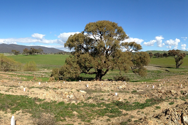 This beautiful property near Canberra was revegetated through our Bridging the Gaps project