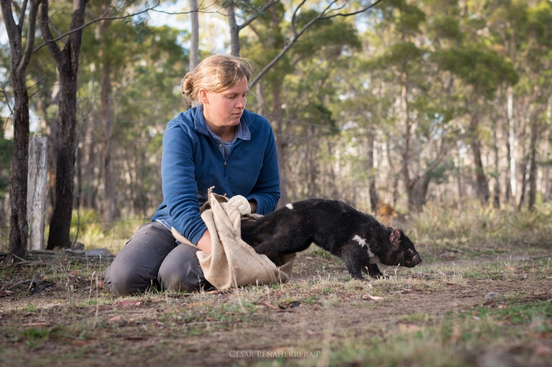 PhD student from the University of Tasmania, Rowena Hamer, releasing a Tasmanian Devil.