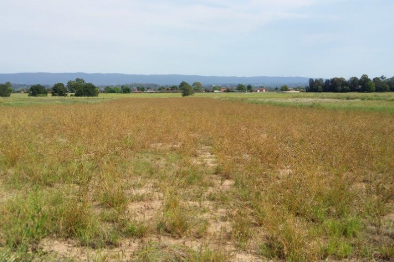 A Kangaroo Grass cell at Western Sydney University