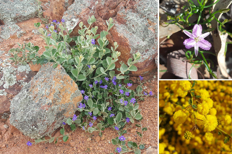 Some of the native wildflowers growing on Avondale Farm. From left to right: Dampiera, Fringed Lily and Acacia pulchella.