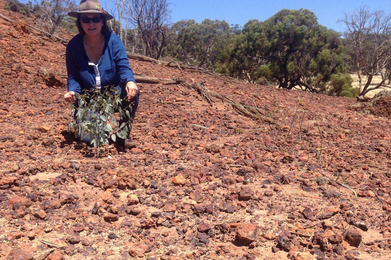 Seedlings are flourishing on Avondale despite the tough conditions.