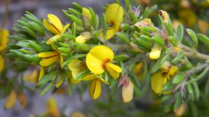 WildEyre's native Pea flower