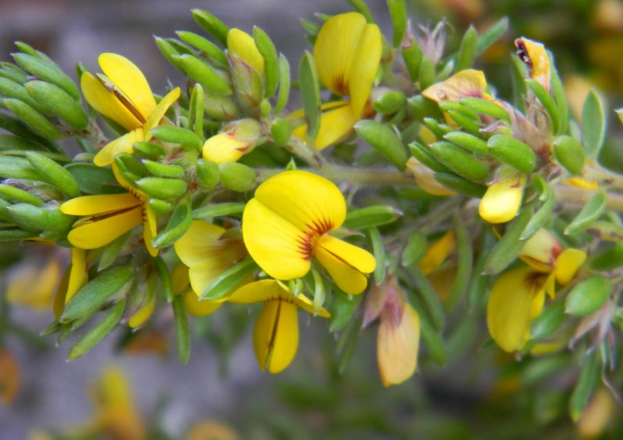 WildEyre's native Pea flower