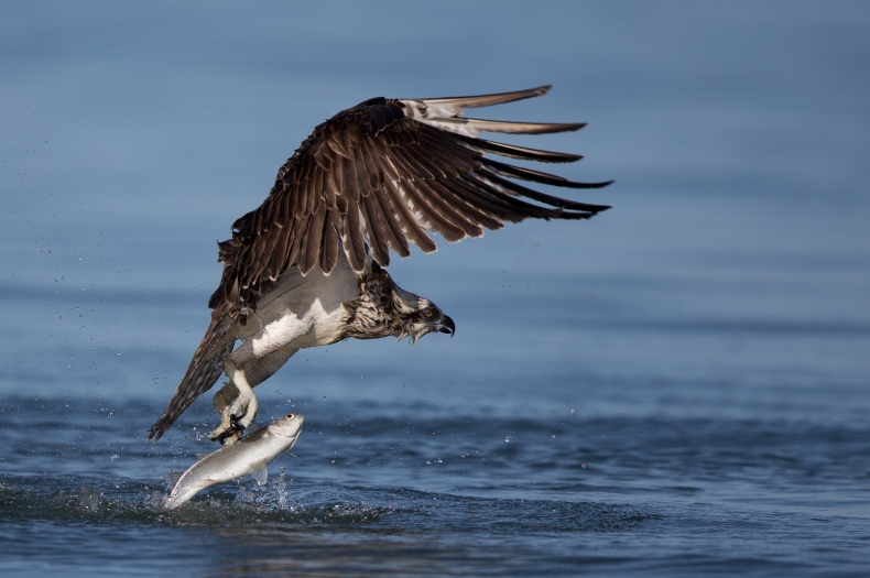 Eastern Osprey, Pandion Cristatus, with catch on the Peel Harvey Estuary Western Australia. cc MartinD62 I Wikipedia