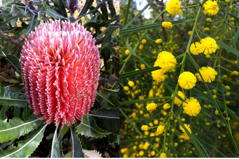 Banksia menziesii and Acacia dentifera