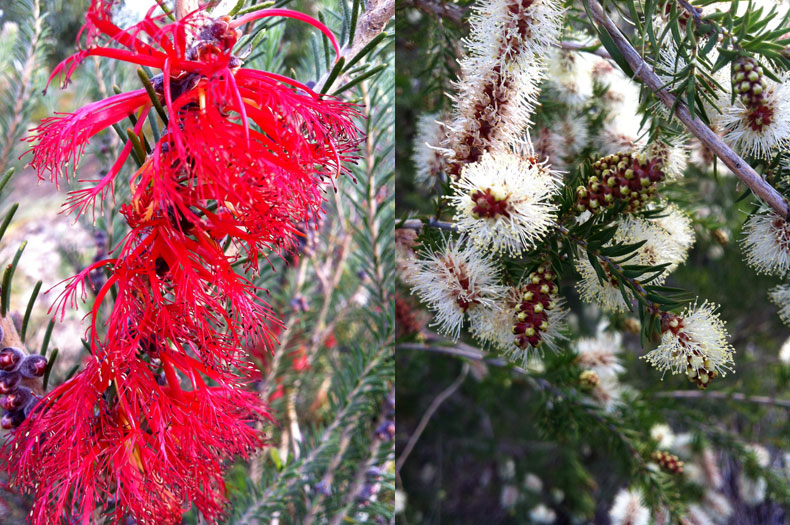 Calothamnus quadrifidus & Melaleuca incana