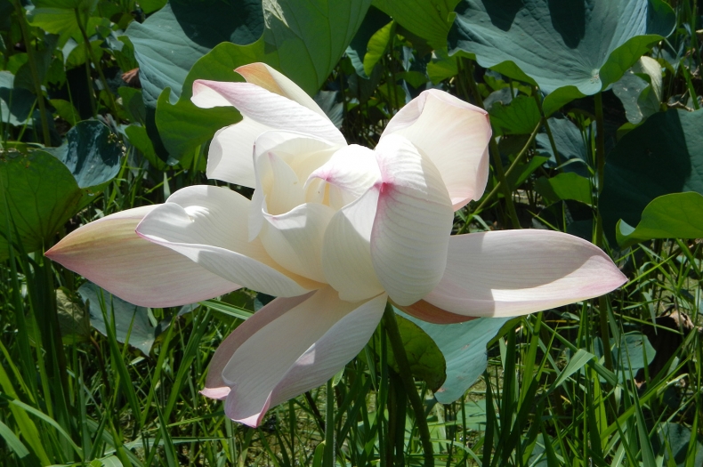 Pink lotus lilly, Nelumbo nucifer.