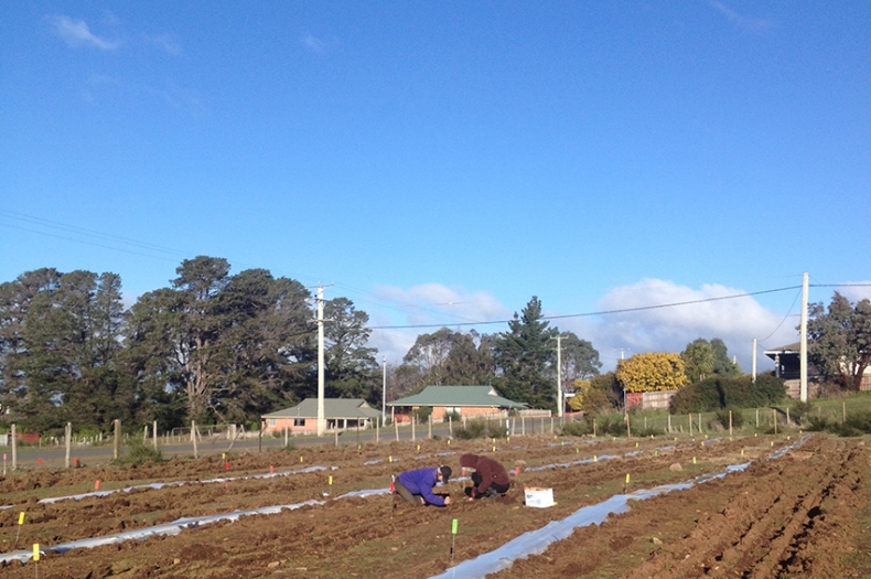 Oatlands to research site