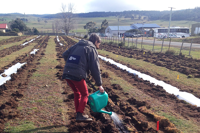 Establishment of trial site at Oatlands to research constraints of direct seeding.