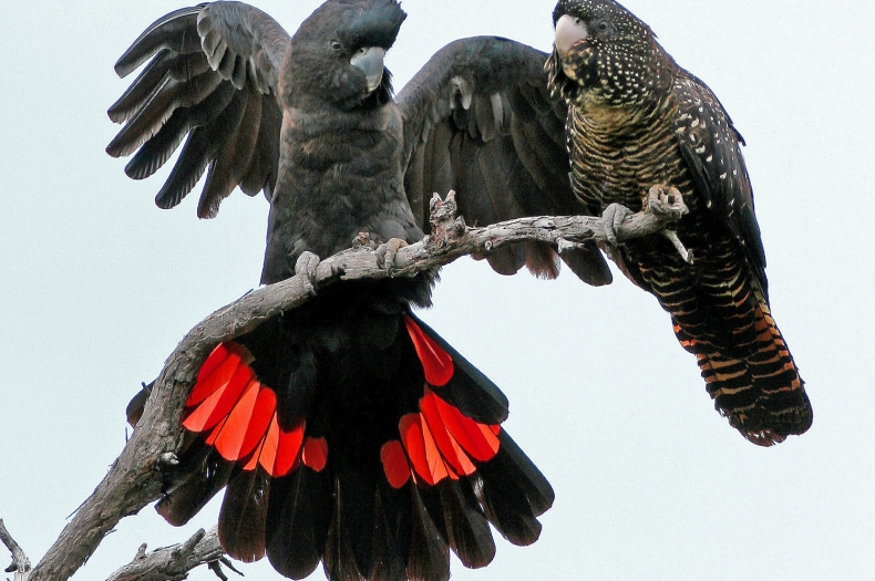 Red-tailed Black-Cockatoo pair. Photo copyright Bob McPherson.