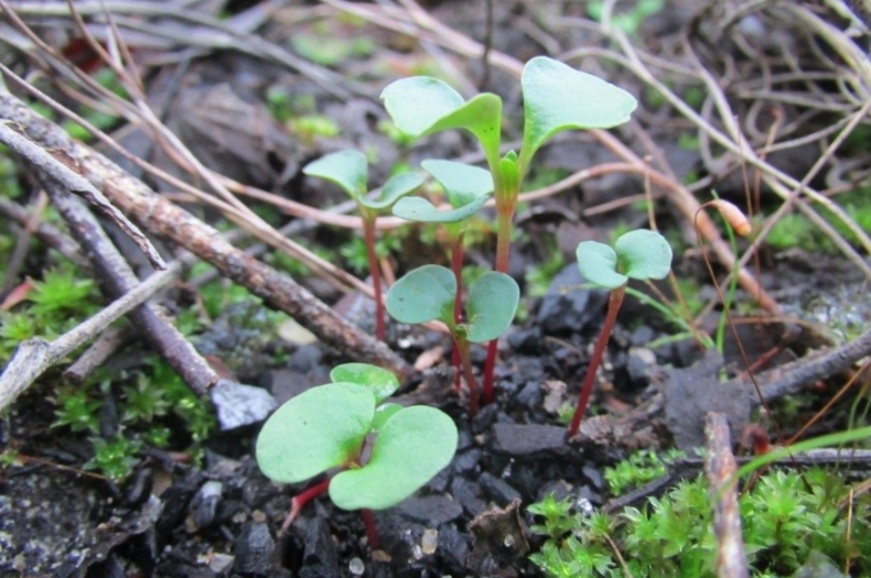 Seedlings sprouting on one of the 20 Million Trees sites.