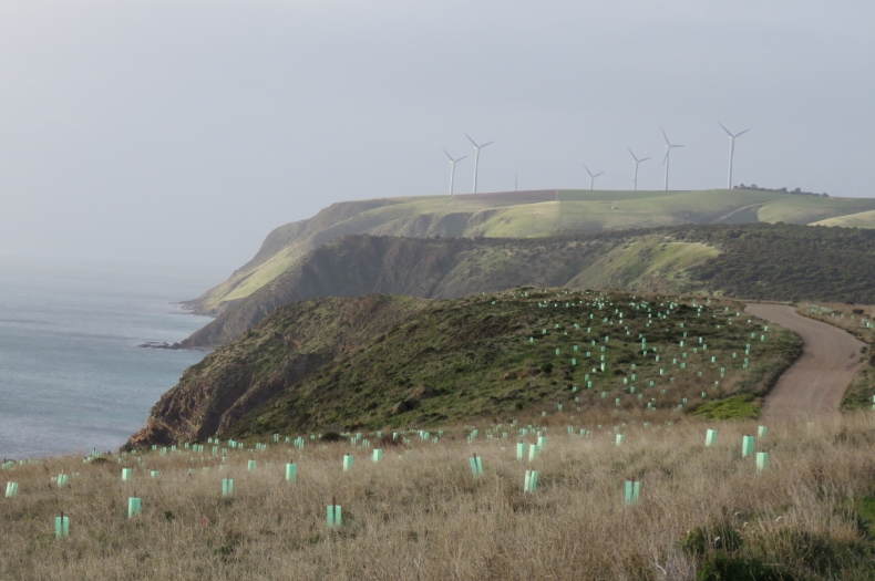 Revegetation at Morgans Beach, Fleurieu Peninsula.