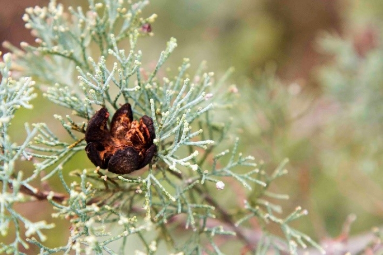 White cypress pine seed cone. Seed is often a limiting factor to the natural recovery of sandhills. Photo: Annabel Lugsdin (Hay Landcare)