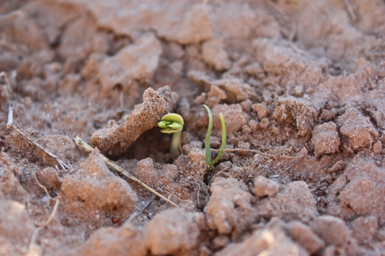 Seedlings emerge through the soil crust following August rain. Photo: Graham Fifield (Greening Australia)