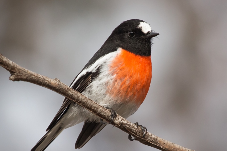 Scarlet Robin. Photo by Julie Clark