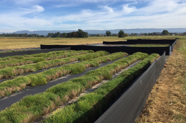 The Seed Production Area in Richmond.