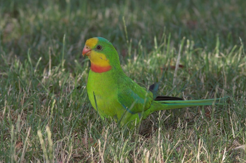 Superb Parrot