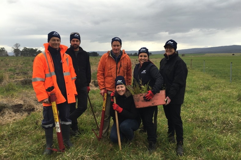 TasNetwork team members at Island Ark employee planting day