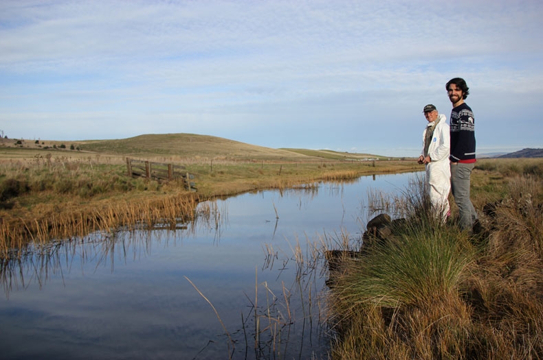 Tasmanian Midlands landscape restoration