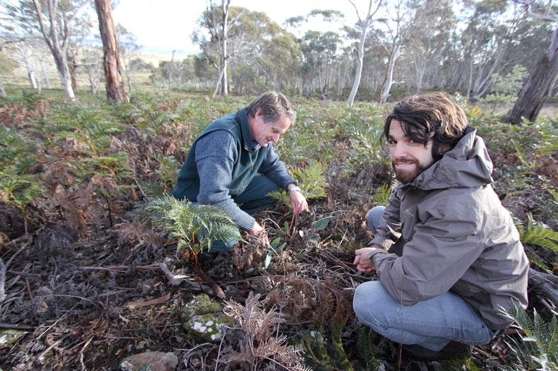 Tasmanian Midlands landscape restoration