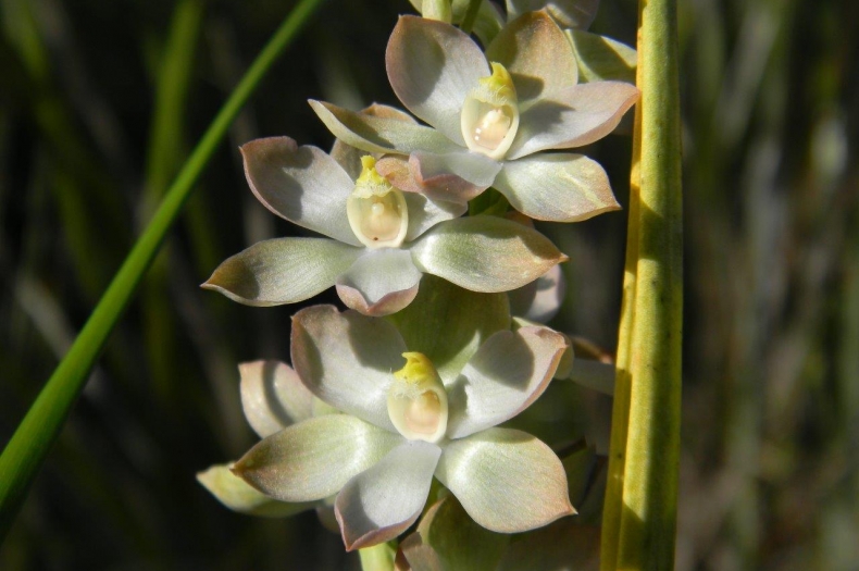 Thelymitra Epipactoides, one of two rare orchid species we are helping to protect on the Nurrung Peninsula.