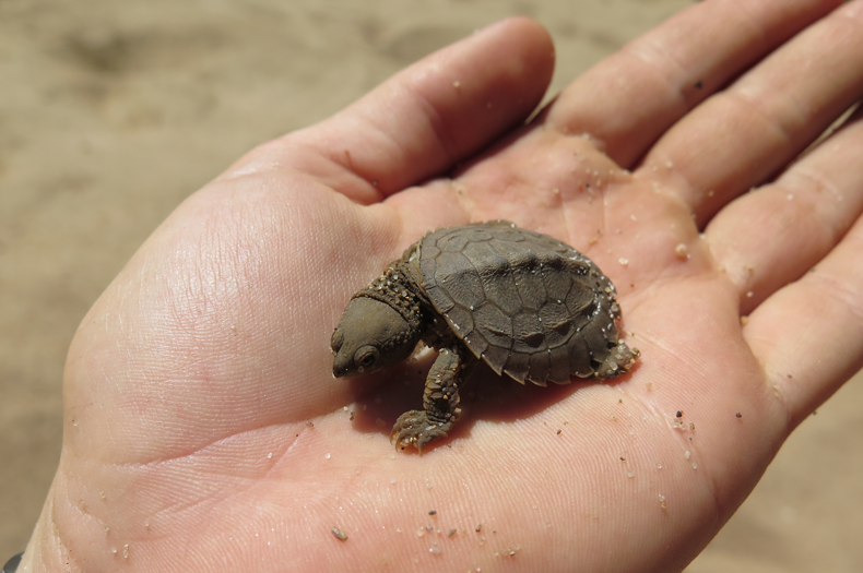 Fitzroy River Turtle hatchling. Copyright Kymberly Robinson.