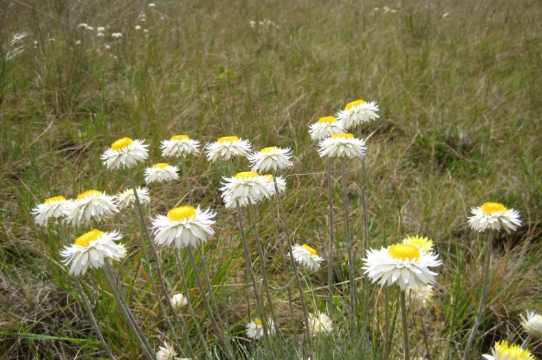 Hoary Sunray, one of the iconic native daisies of the Victorian Volcanic Plains. Greening Australia has developed technology to direct seed Hoary Sunray and other native grassland plants in restoring the threatened landscapes of the Volcanic Plains