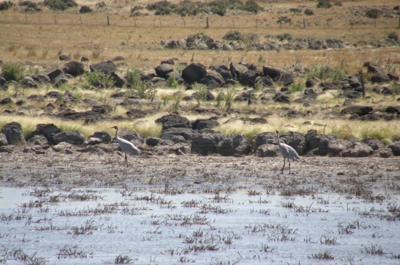 Threatened species: Brolgas migrate south to the wetlands of the Victoria’s Volcanic Plains. Greening Australia has attracted significant funding to restore and manage many of our critical Plains wetlands, on properties protected by a Trust for Nature conservation covenant.